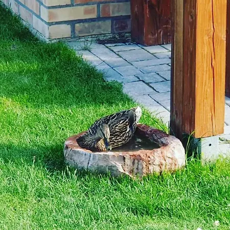 Botond Haz Balatonfüred