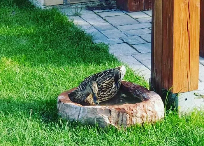 Botond Haz Balatonfüred